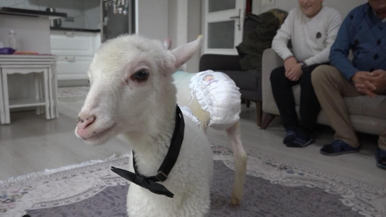 Annesiz kalan ikiz kuzulara evde bebek gibi bakıyorlar