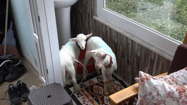 Annesiz kalan ikiz kuzulara evde bebek gibi bakıyorlar