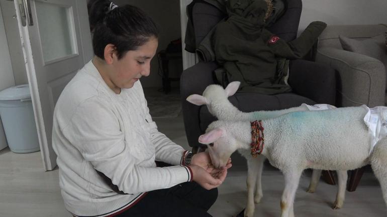 Annesiz kalan ikiz kuzulara evde bebek gibi bakıyorlar