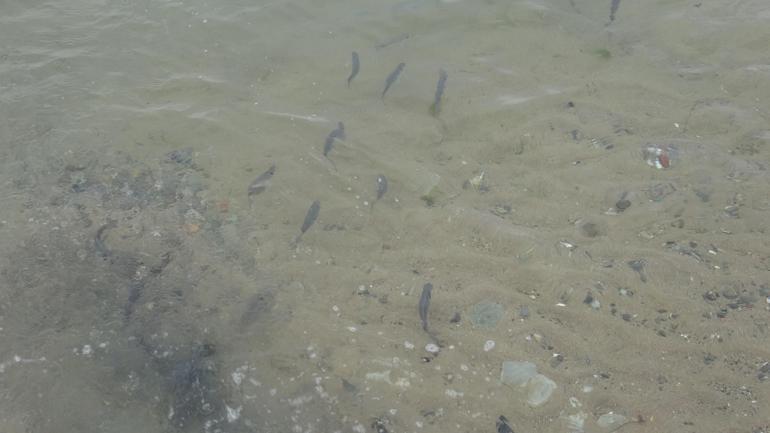 İzmit Körfezine 6 bin balık bırakıldı