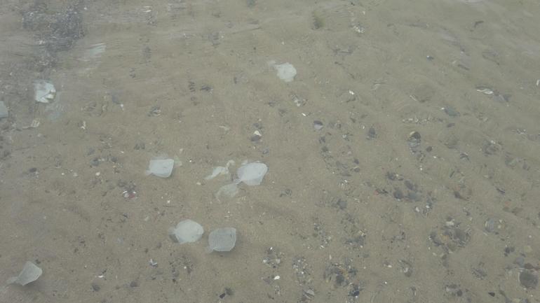 İzmit Körfezine 6 bin balık bırakıldı