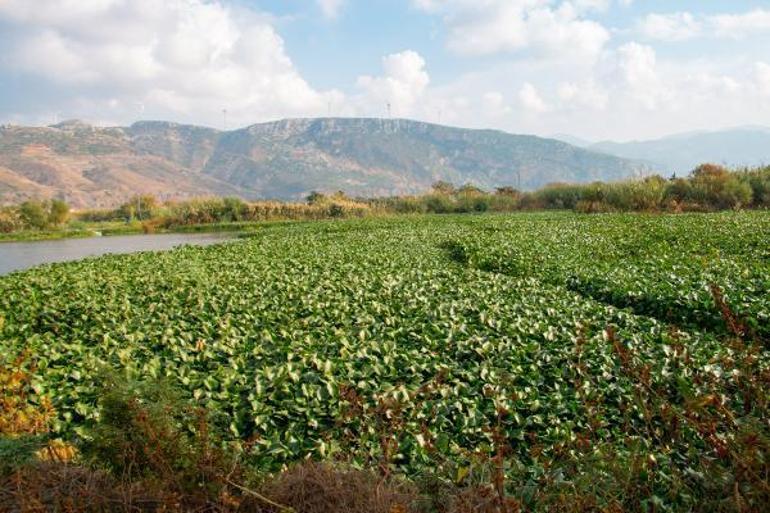 Su sümbülü büyük felaketlere yol açan tür, biyoçeşitliliği yok edebilir