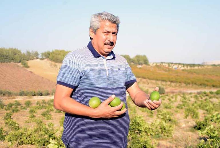 Limon bahçesindeki 600 ağacı köklerinden kestiler