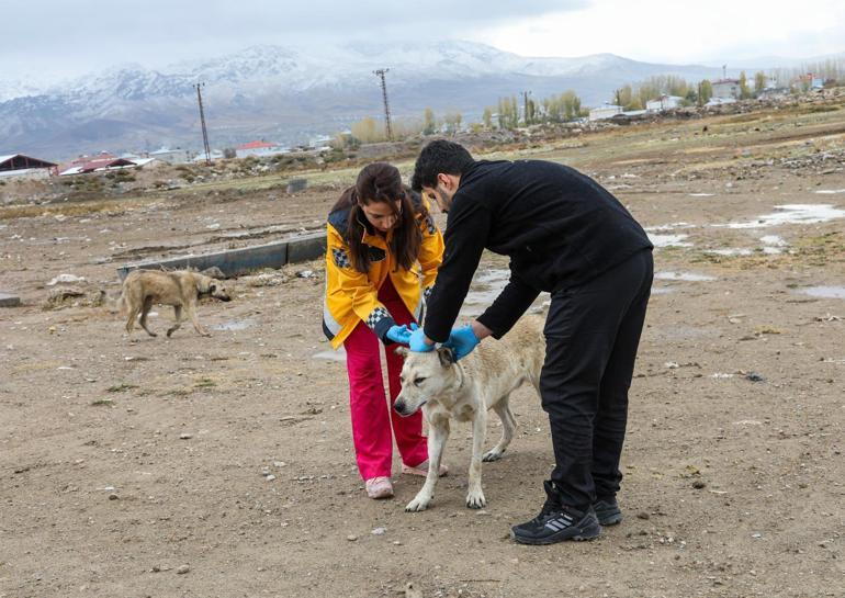 Vanda 5 bin sokak köpeğine kuduz aşısı