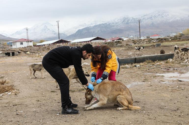 Vanda 5 bin sokak köpeğine kuduz aşısı