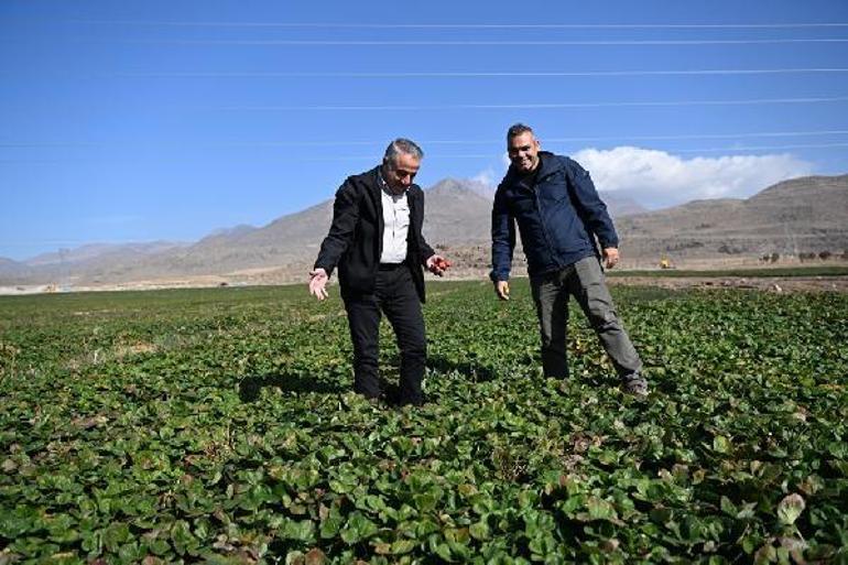 Kayseriden Etiyopyaya 300 bin çilek fidesi ihracı