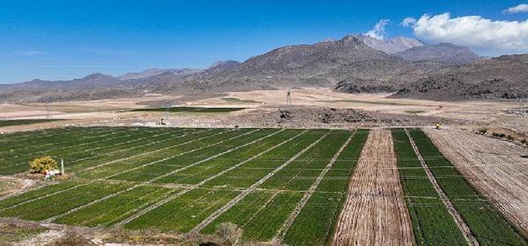 Kayseriden Etiyopyaya 300 bin çilek fidesi ihracı