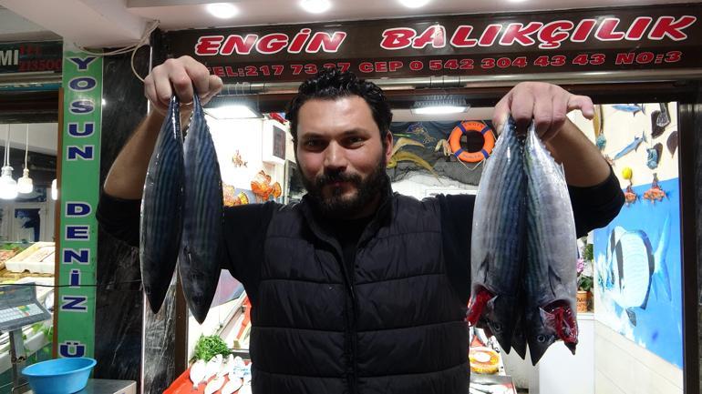 Çanakkalede palamut bolluğu; tek seferde 2 bin balık ağlarda