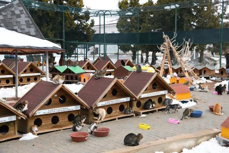 Konyada, hayvan bakımevindeki görüntülere 2 gözaltı