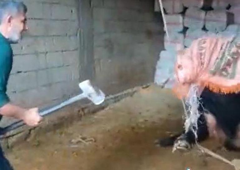 Keseceği boğayı balyozla başına vurarak öldürdü