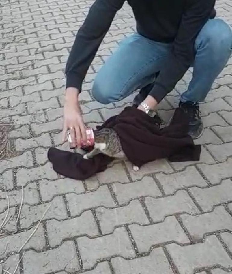 Başına mama kabı sıkışan kediyi kurtardılar