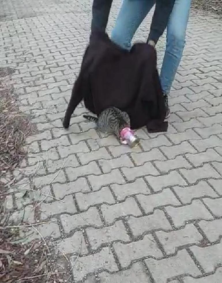Başına mama kabı sıkışan kediyi kurtardılar
