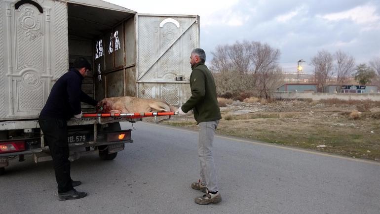 Otomobilin çarptığı yaralı köpeğe, 11 yaşındaki Samet sahip çıktı