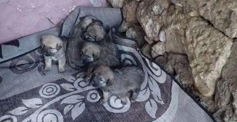 Tarihi hamamda mahsur kalan 5 yavru köpek kurtarıldı