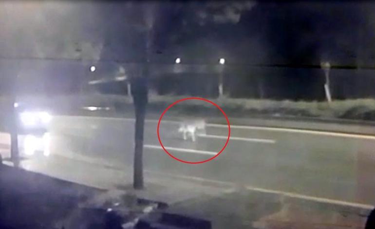 Mühürlü hayvanat bahçesinden kaçan aslan yola indi; o anlar kamerada