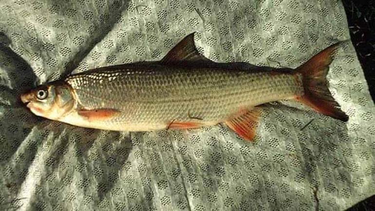 Eğirdir Gölünde ekokırım: 4 balık türü yok oldu, 6 tür tehdit altında
