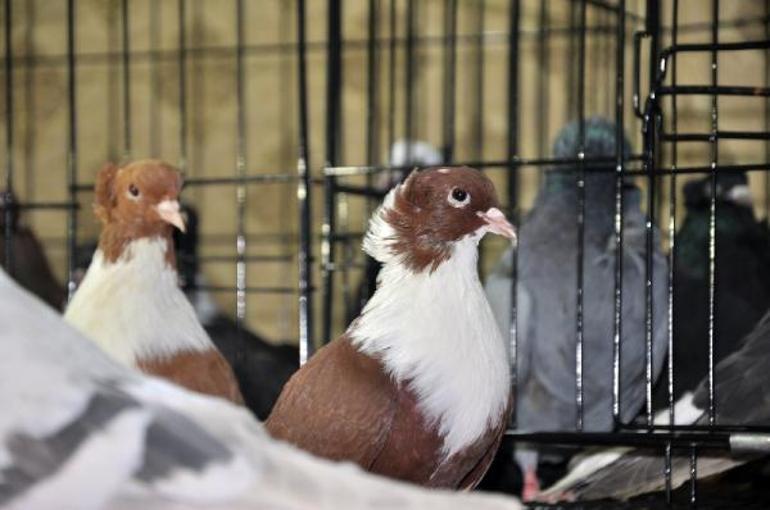 Diyarbakır’ın yerel 18 ırk güvercini sergilendi