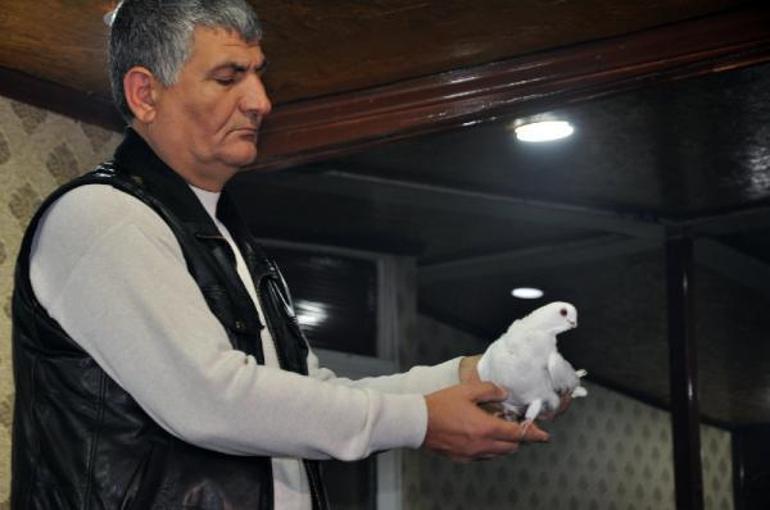 Diyarbakır’ın yerel 18 ırk güvercini sergilendi