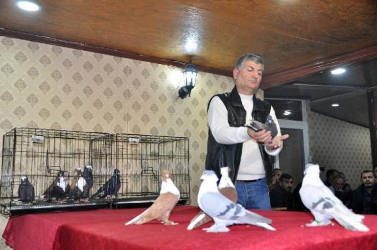 Diyarbakır’ın yerel 18 ırk güvercini sergilendi