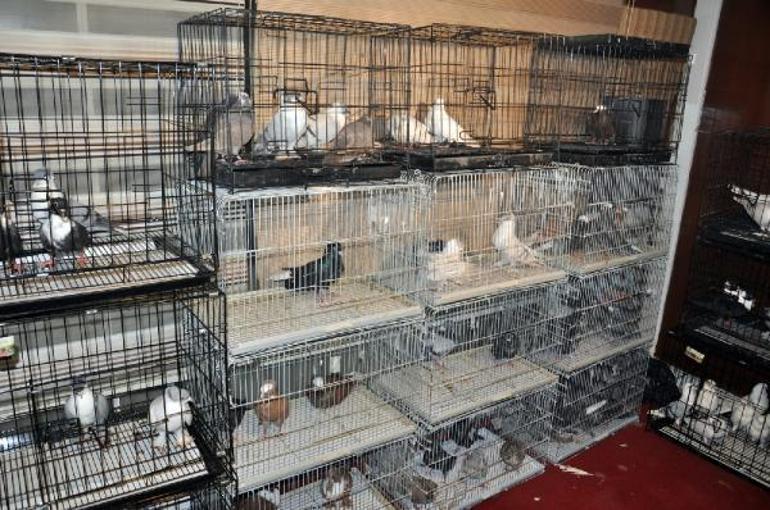 Diyarbakır’ın yerel 18 ırk güvercini sergilendi