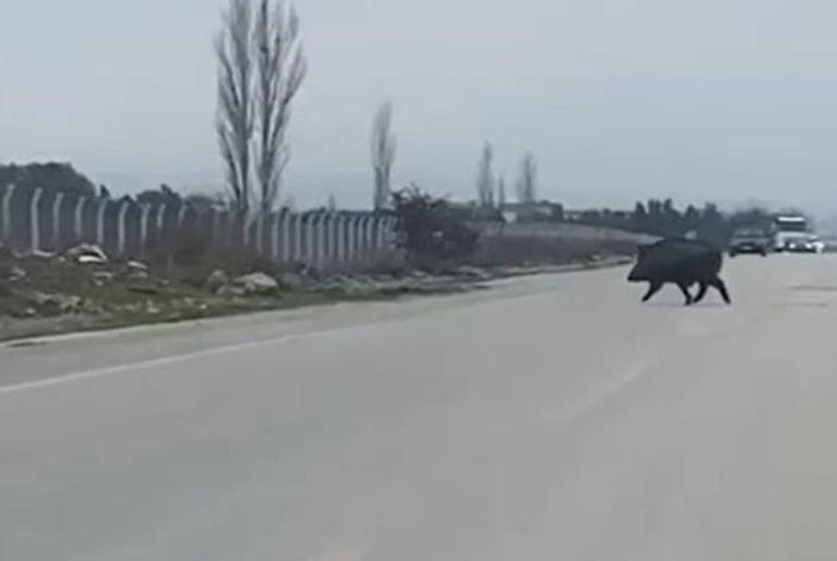 Malatyada yola inen domuz sürüsü kamerada