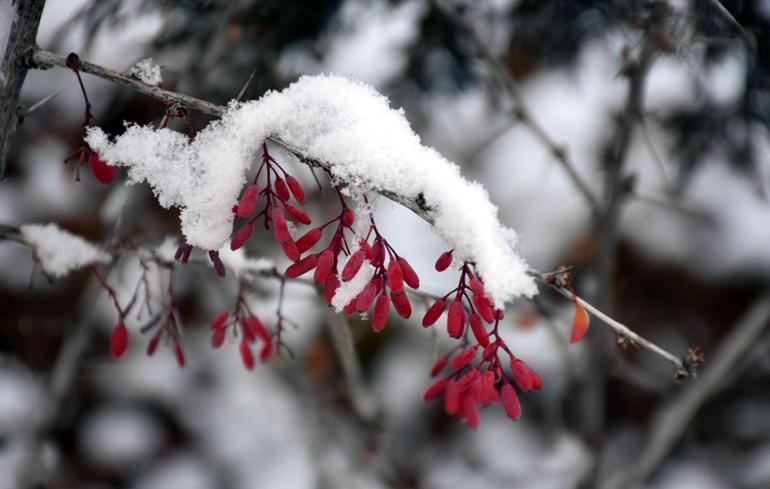 Sivasın 2 ilçesi beyaza büründü