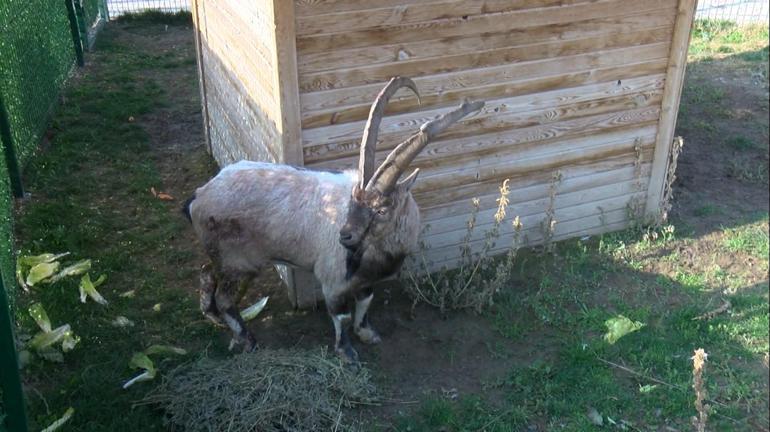 Yırtıcı hayvanların saldırdığı yaban keçisi, koyun sürüsüne karışıp canını kurtardı