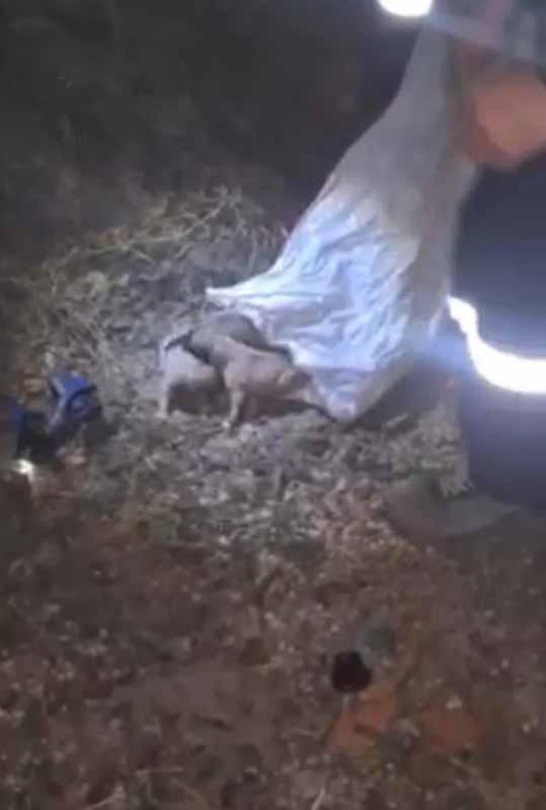 Eskişehirde çuvalda bulunan yavru köpekler korumaya alındı
