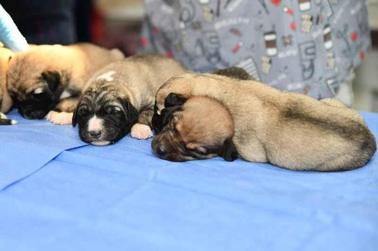 Eskişehirde çuvalda bulunan yavru köpekler korumaya alındı