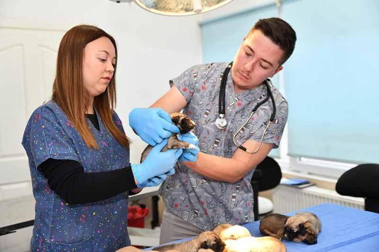 Eskişehirde çuvalda bulunan yavru köpekler korumaya alındı