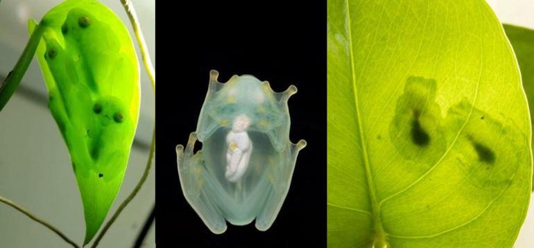 Bilim insanları: Cam kurbağalar, pıhtı atmasının çözümünü barındırıyor olabilir