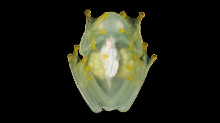 Bilim insanları: Cam kurbağalar, pıhtı atmasının çözümünü barındırıyor olabilir