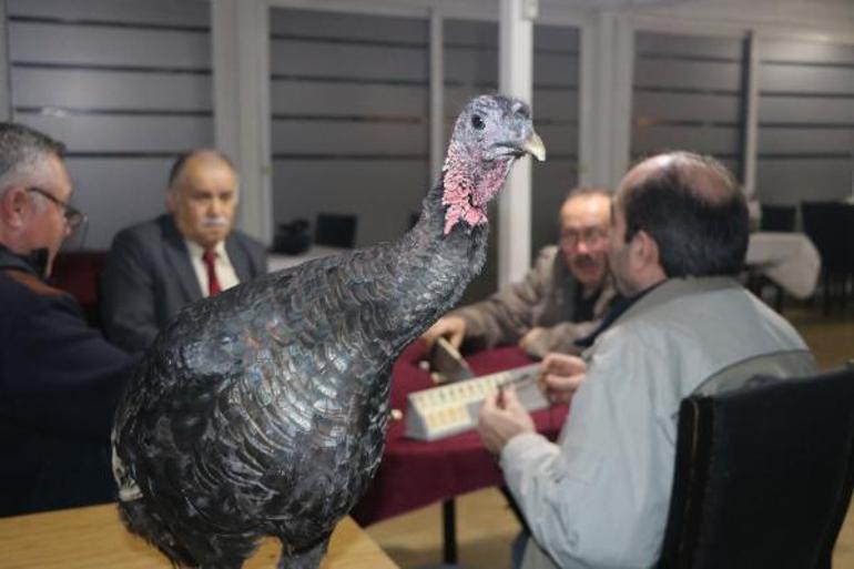 Amatör takıma destek için hindi ödüllü okey turnuvası