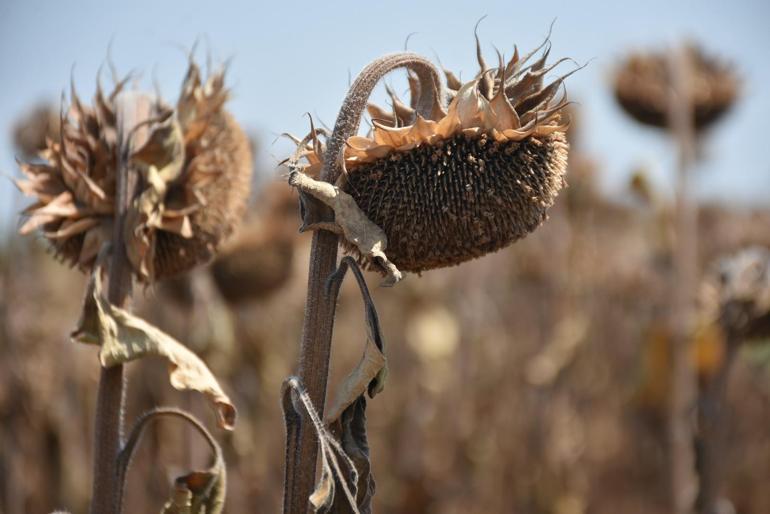 2022’nin en yıkıcı doğal afetleri raporlandı