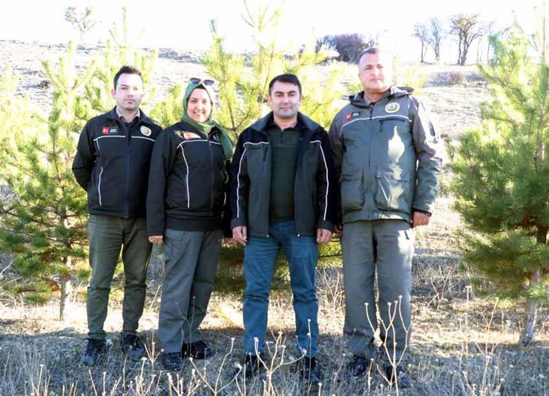 Ormancılardan kaçak çam kesimine karşı nöbet