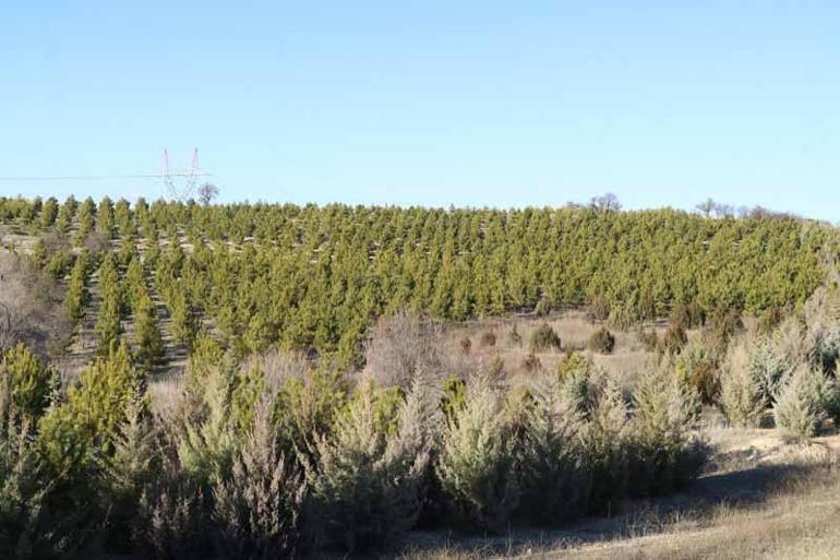 Ormancılardan kaçak çam kesimine karşı nöbet