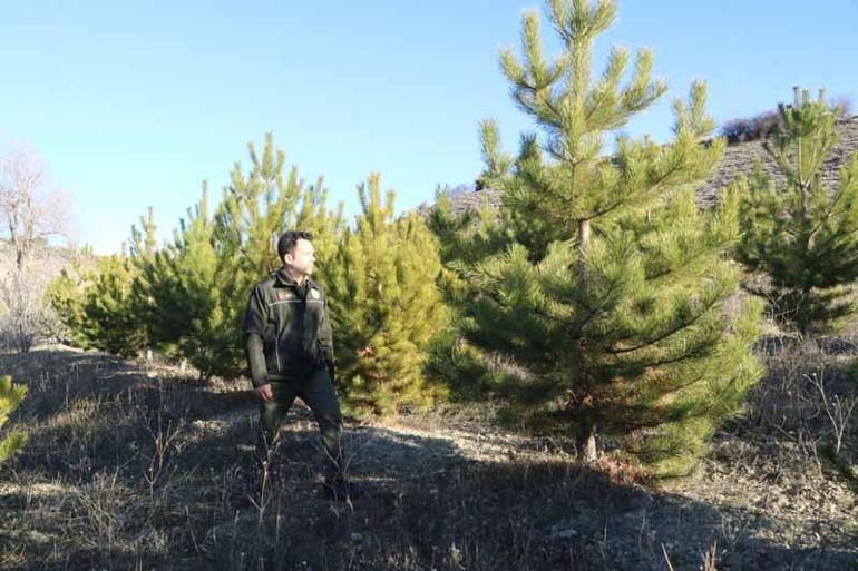 Ormancılardan kaçak çam kesimine karşı nöbet