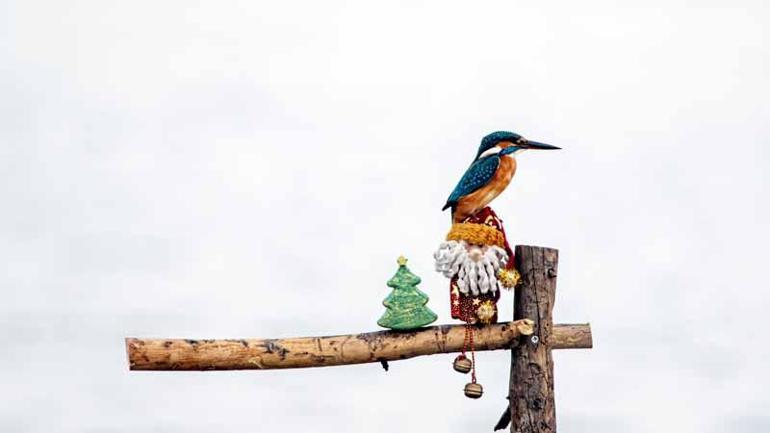 Yılbaşı sürprizi yalıçapkını