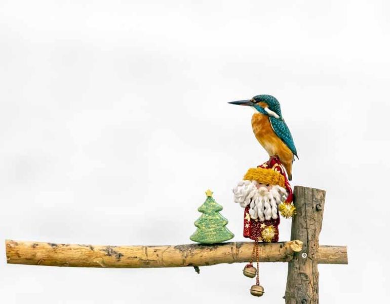 Yılbaşı sürprizi yalıçapkını