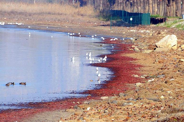 İzmit Körfezi sahil şeridi, kırmızı yosunla kaplandı