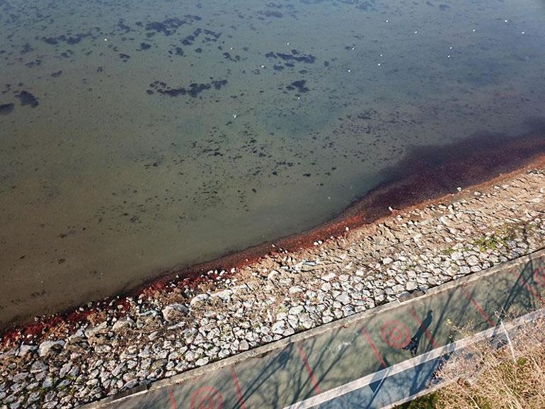 İzmit Körfezi sahil şeridi, kırmızı yosunla kaplandı