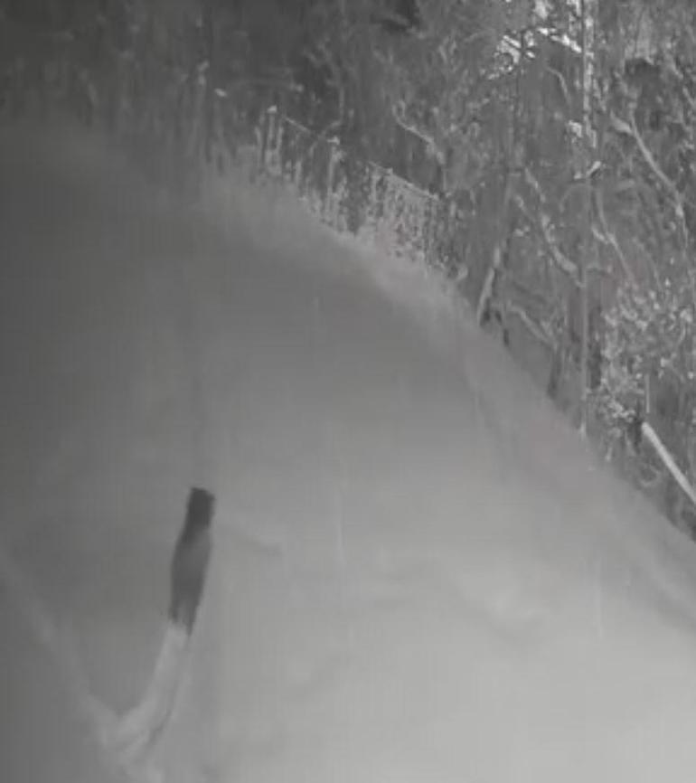 Aç kalıp, köye inen yaban hayvanları kamerada