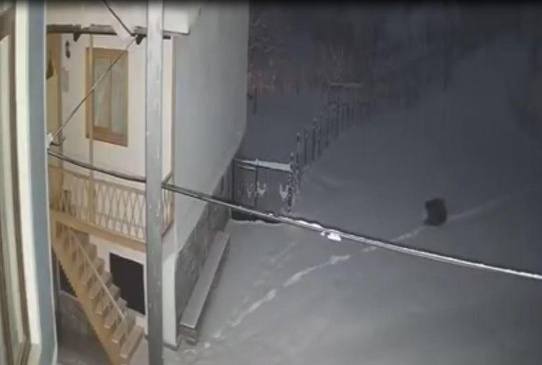 Aç kalıp, köye inen yaban hayvanları kamerada