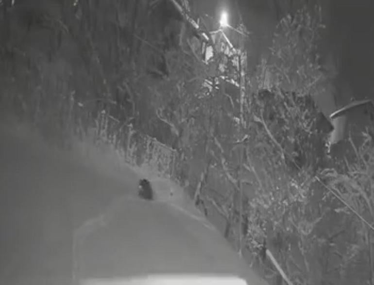 Aç kalıp, köye inen yaban hayvanları kamerada