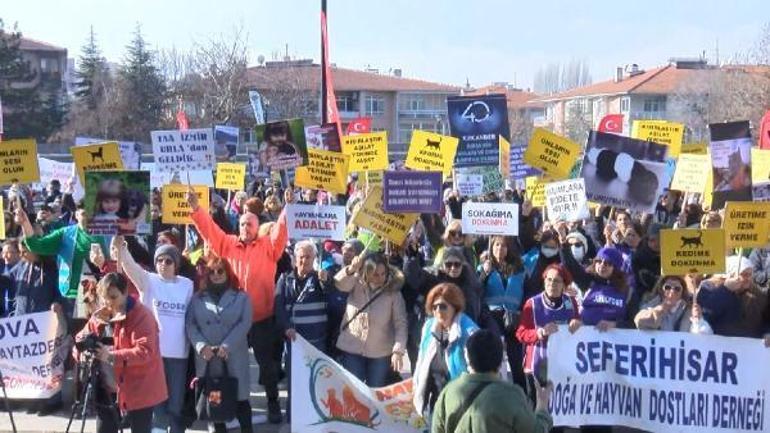 Hayvanseverlerden sokak hayvanları için bakımevi ve kısırlaştırma talebi