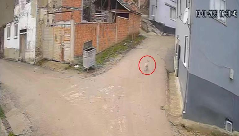 Kovaladığı köpeği tüfekle öldürdü; o anlar kamerada