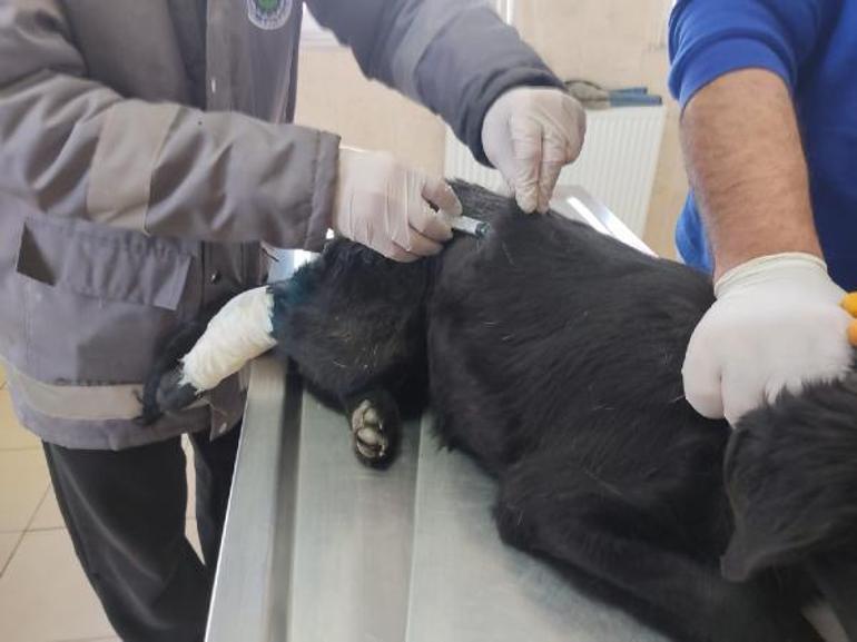 Kovaladığı köpeği öldüren şüpheli, dakikalar önce bir başka köpeği daha vurmuş