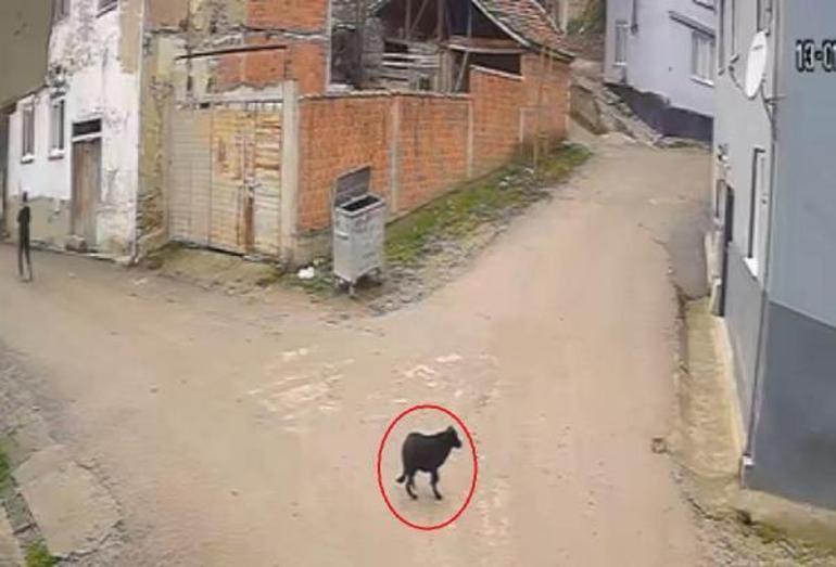 Kovaladığı köpeği öldüren şüpheli, dakikalar önce bir başka köpeği daha vurmuş