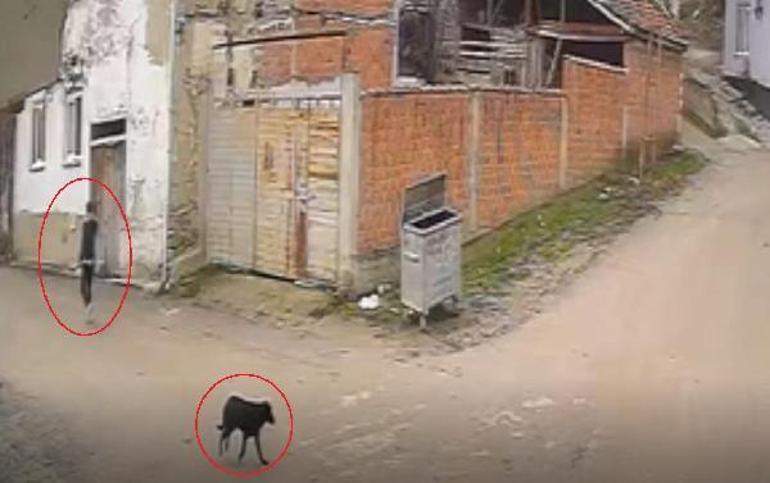 Kovaladığı köpeği öldüren şüpheli, dakikalar önce bir başka köpeği daha vurmuş