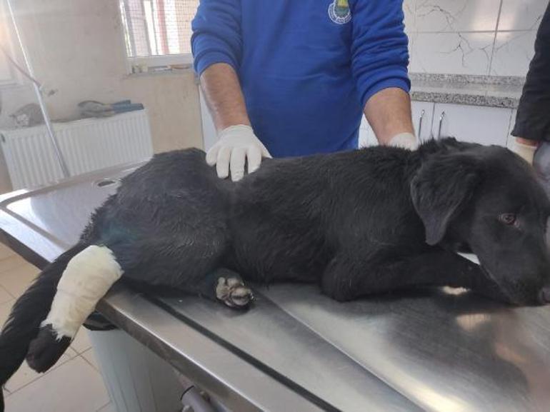 Kovaladığı köpeği öldüren şüpheli, dakikalar önce bir başka köpeği daha vurmuş